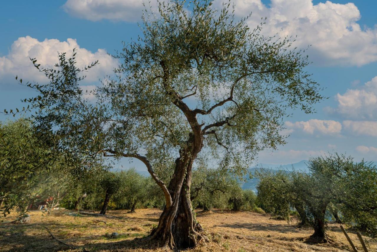 Casetta Maduneta Immersa In Un Oliveto ドルチェアックア エクステリア 写真