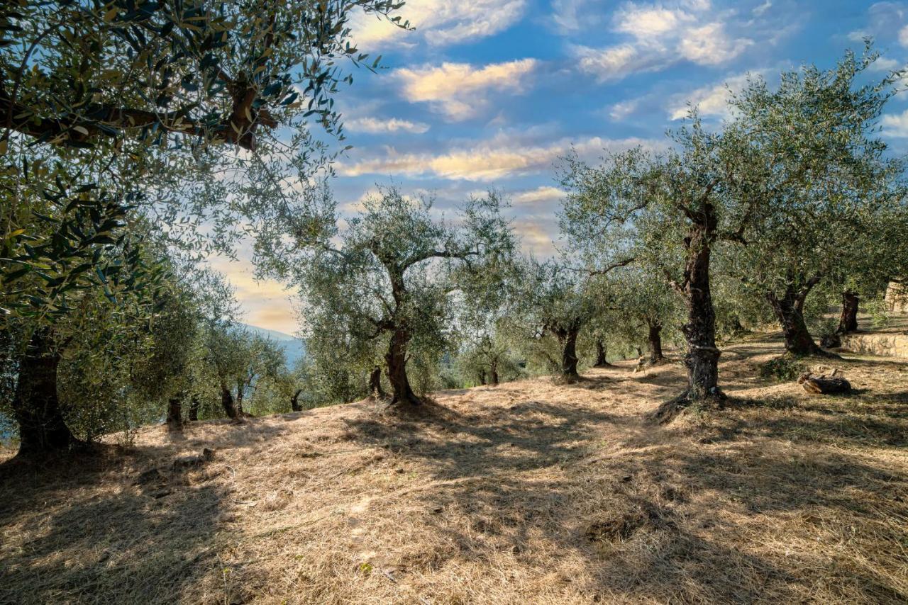 Casetta Maduneta Immersa In Un Oliveto ドルチェアックア エクステリア 写真